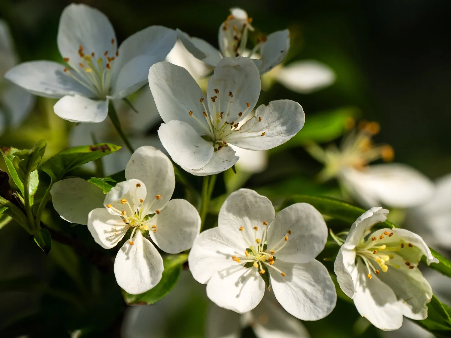 White Flowers 1500 4-26-2026 RSP 277P.jpg