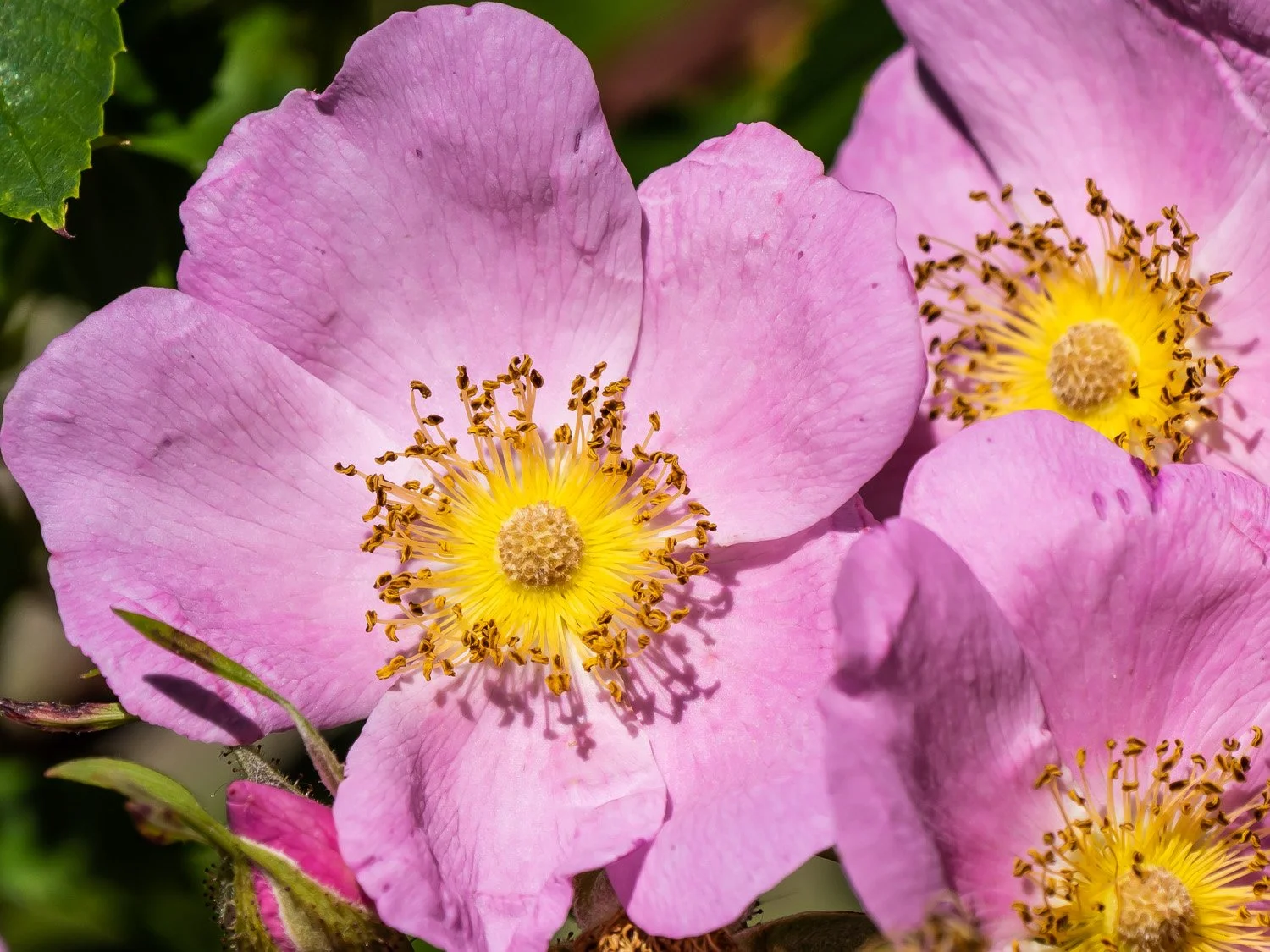 Wild Roses 1500 6-8-2026 095PP.jpg