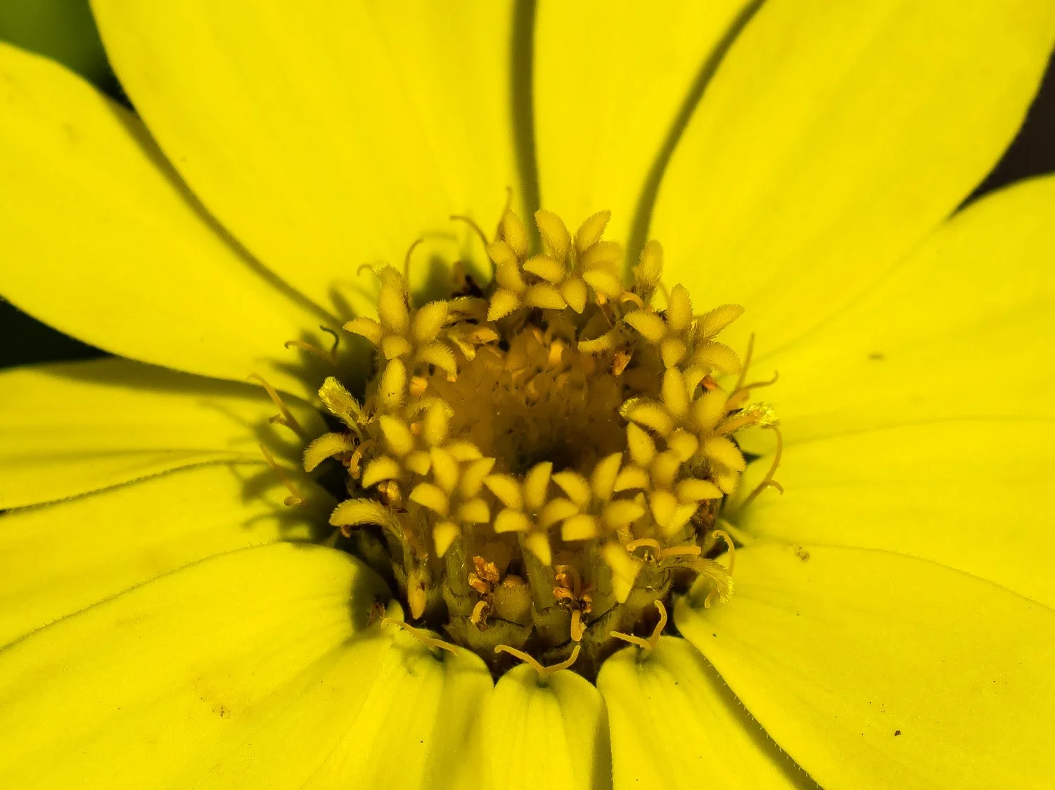 Yellow Flower 1500 6-8-2026 002PP.jpg