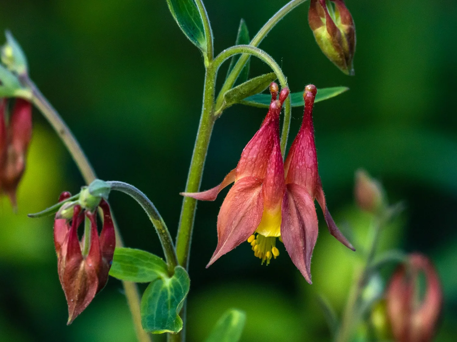 Columbine 1500 5-7-2026 064P.jpg