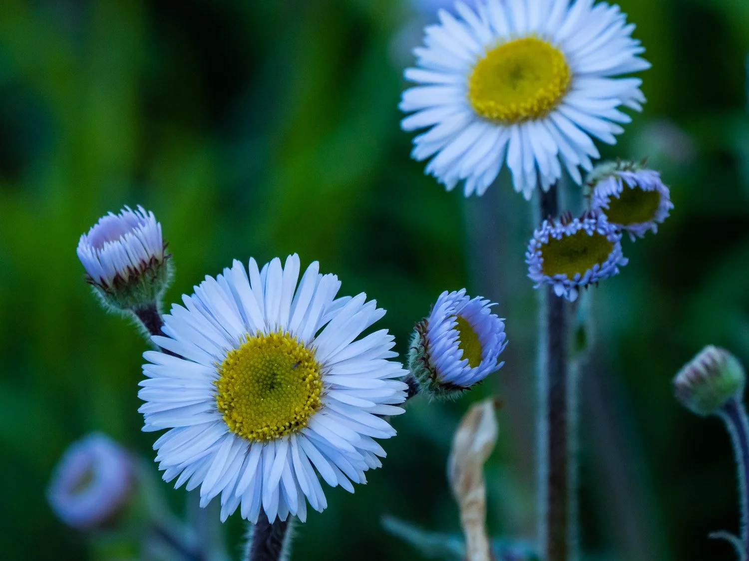 Fleabane 1500 4-27-2026 GWC 368P.jpg