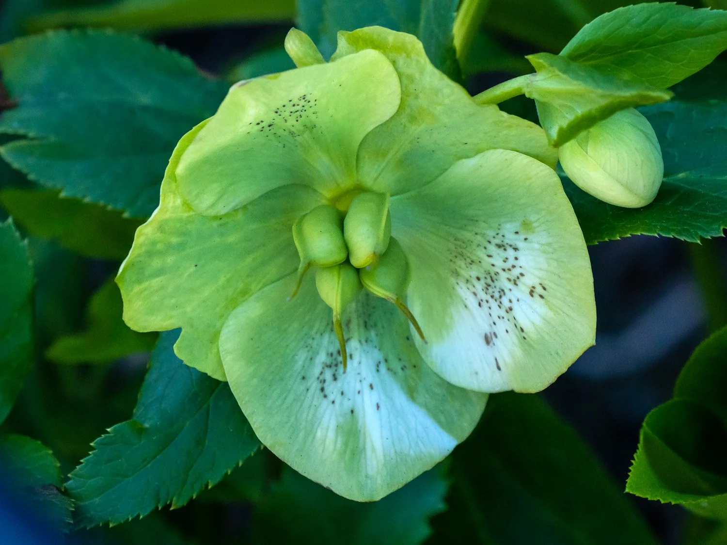Hellebore 1500 4-11-2026 GWC 004P.jpg