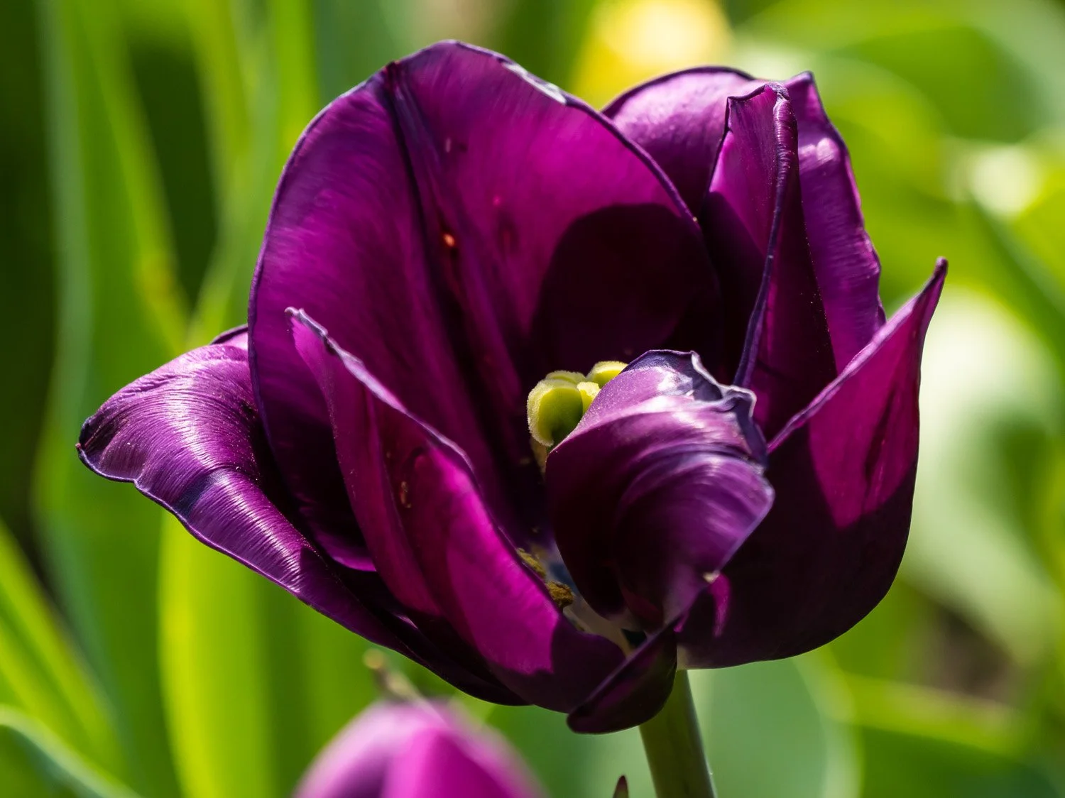 Tulip 1500 4-16-2026 061P.jpg