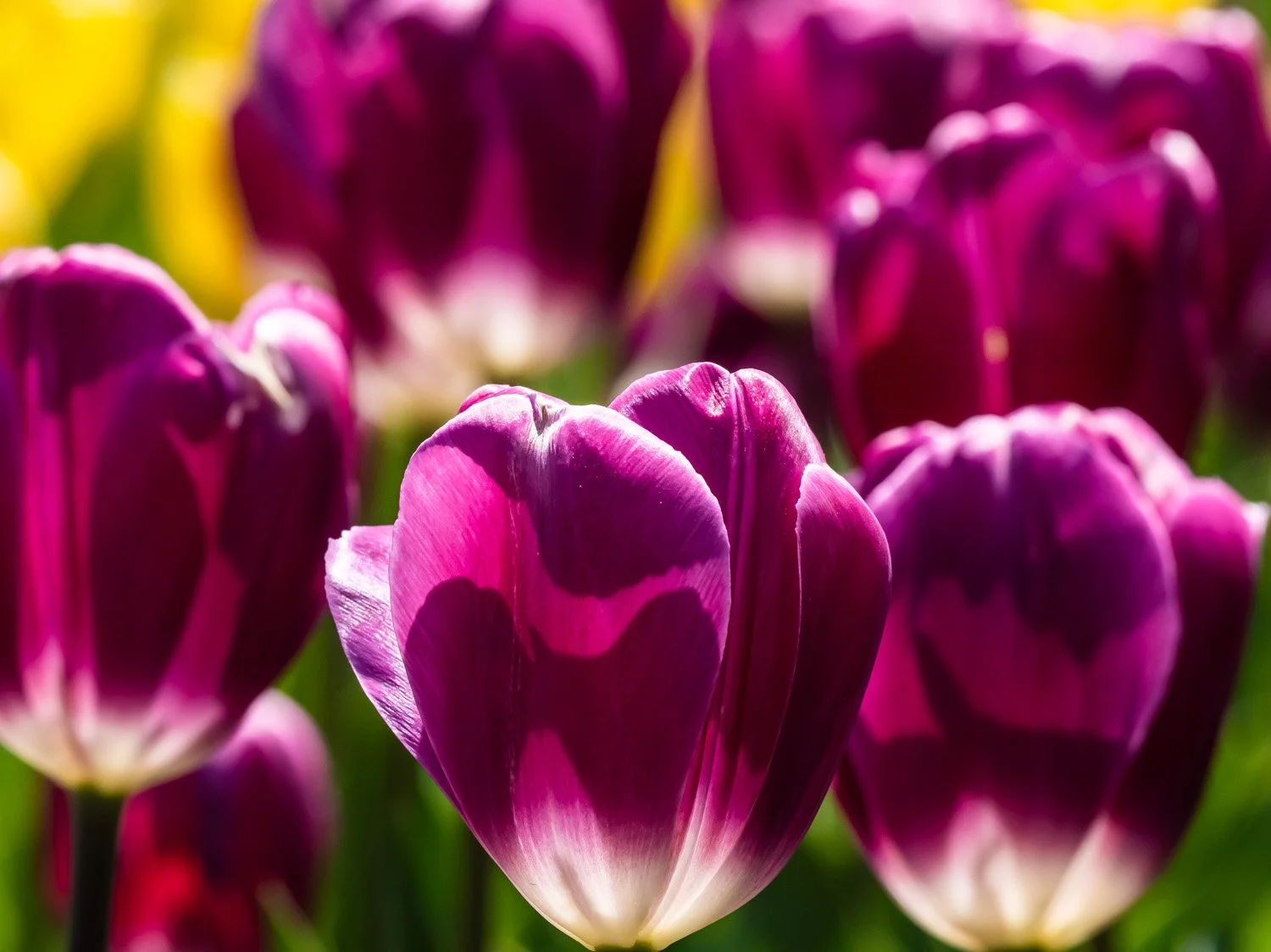 Tulip 1500 4-24-2026 023P.jpg