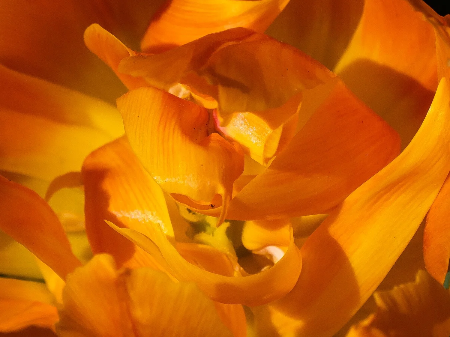 Tulip 1500 4-26-2026 RSP 004PP.jpg