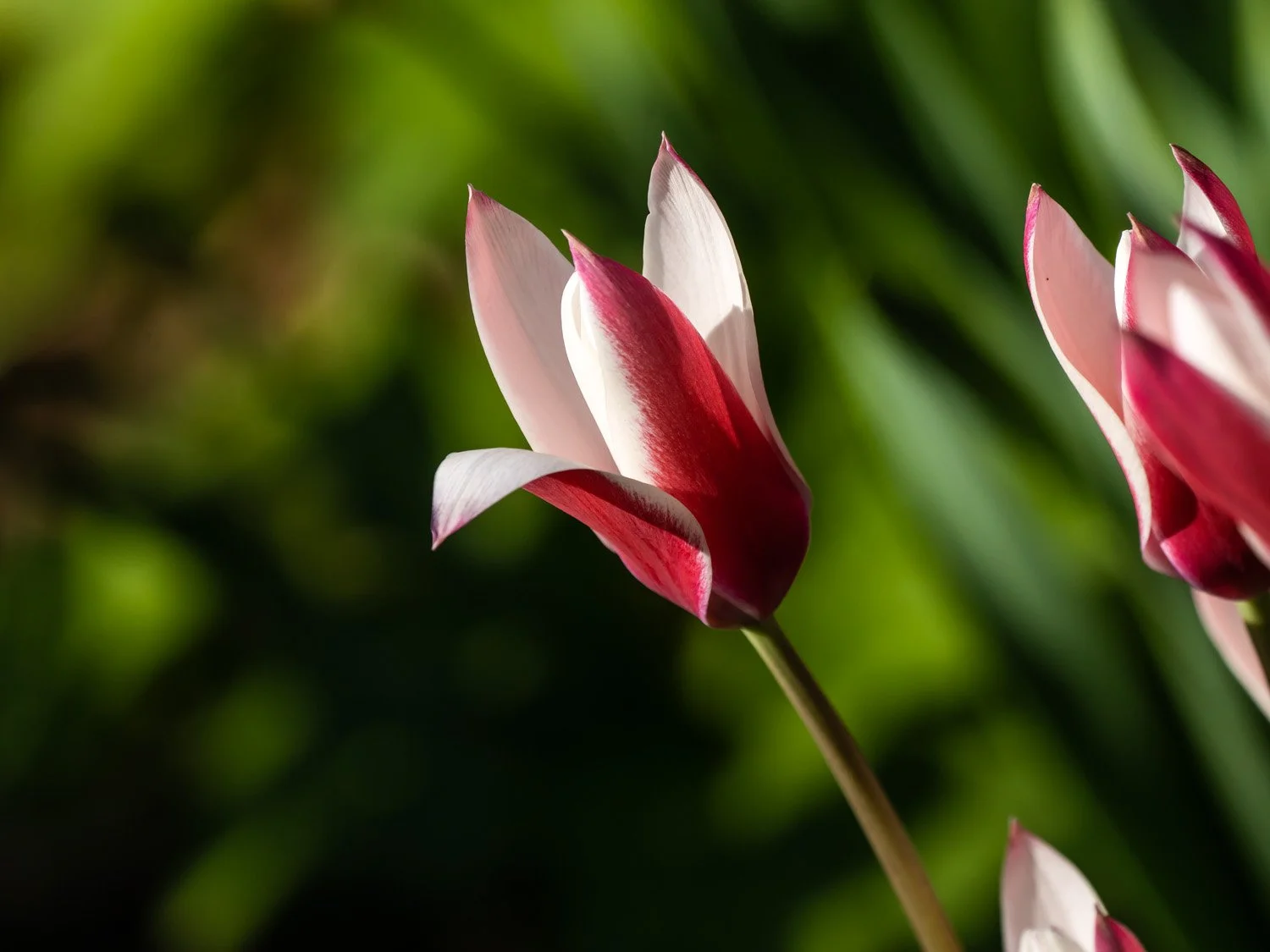 Tulip 1500 4-26-2026 RSP 077P.jpg