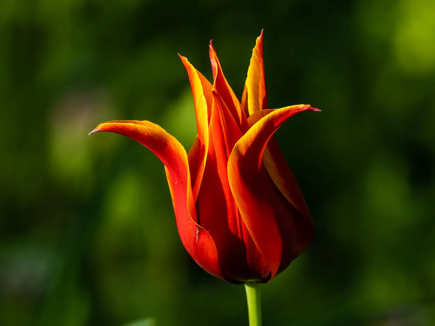 Tulip 1500 4-26-2026 RSP 093P.jpg