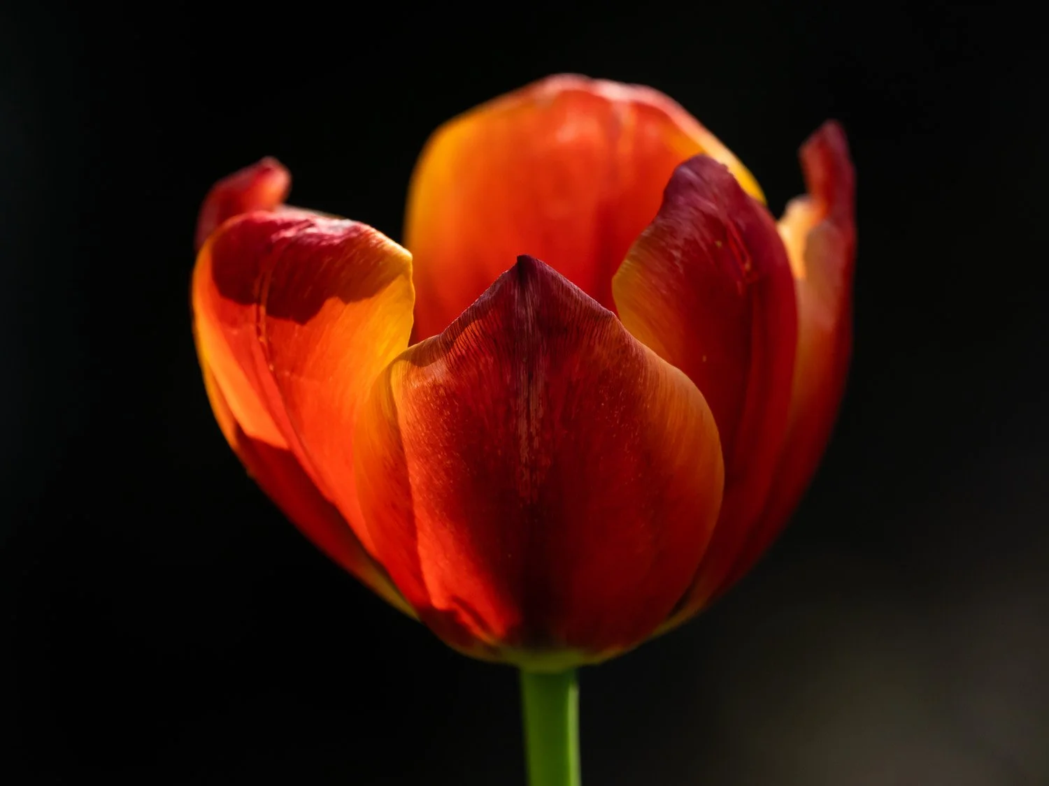 Tulip 1500 4-26-2026 RSP 127P.jpg