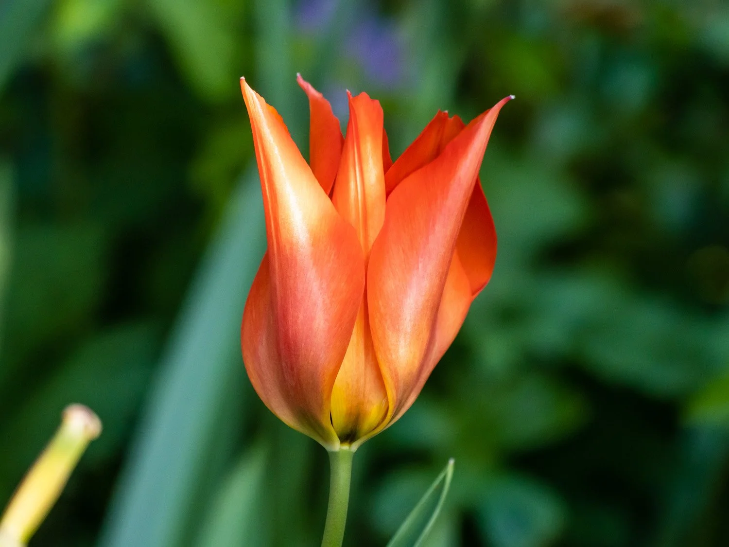 Tulip 1500 4-26-2026 RSP 153P.jpg
