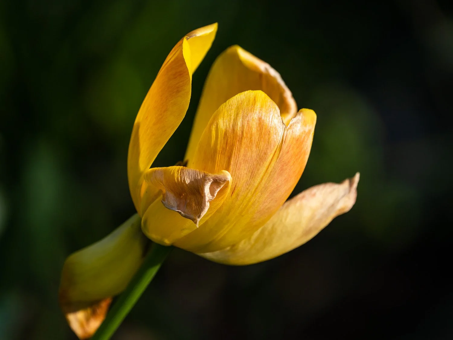 Tulip 1500 4-26-2026 RSP 159P.jpg