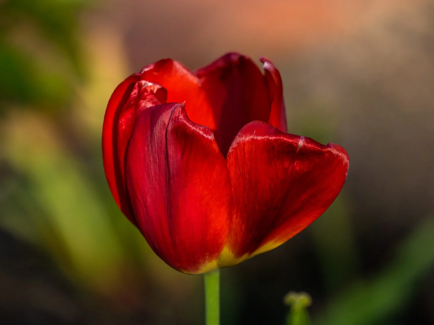 Tulip 1500 4-26-2026 RSP 168P.jpg