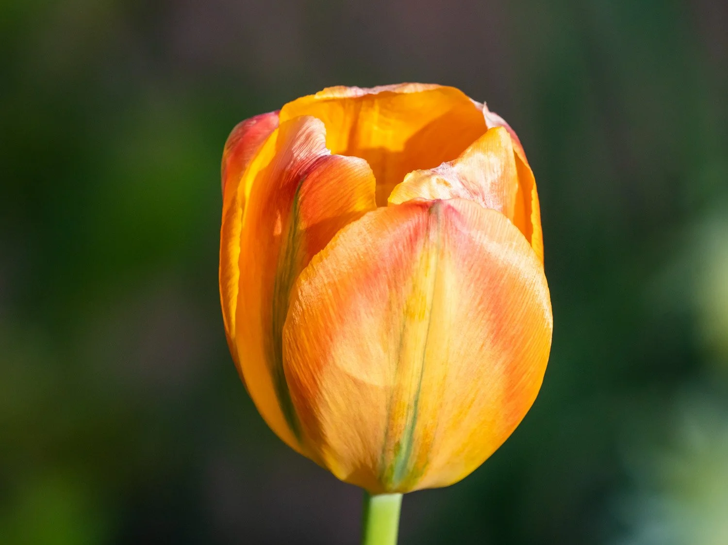 Tulip 1500 4-26-2026 RSP 202P.jpg