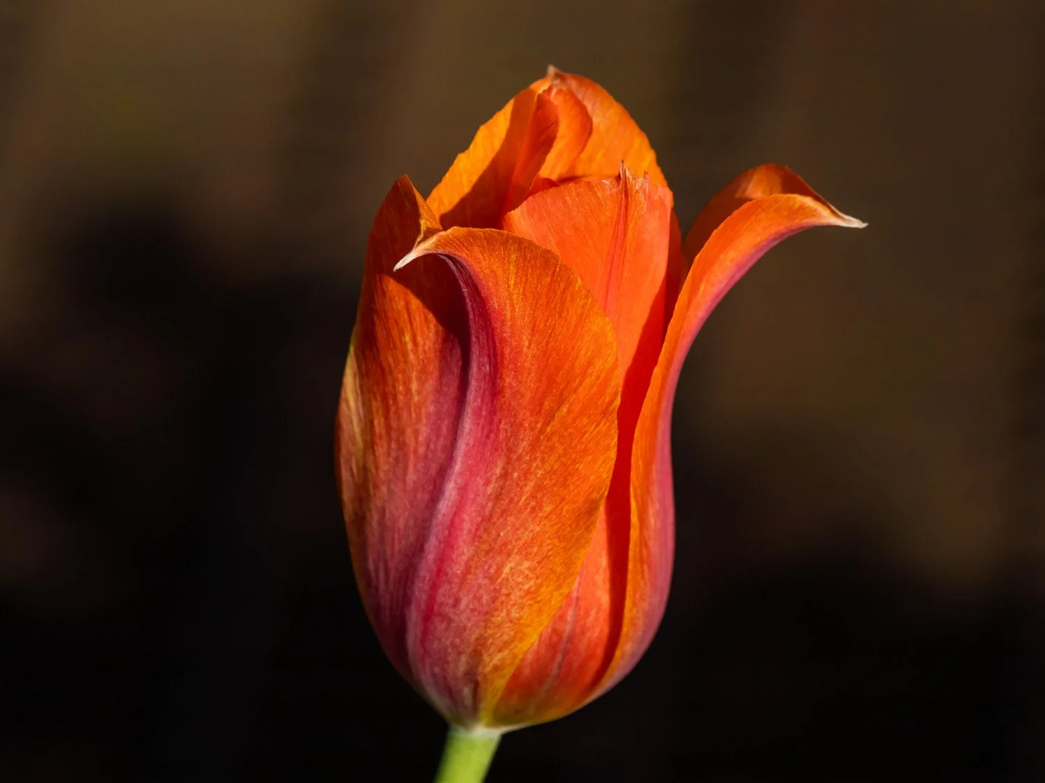 Tulip 1500 4-26-2026 RSP 205P.jpg
