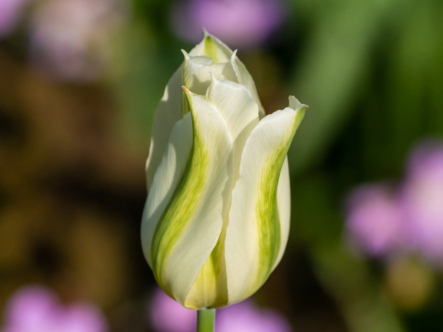 Tulip 1500 4-26-2026 RSP 219P.jpg