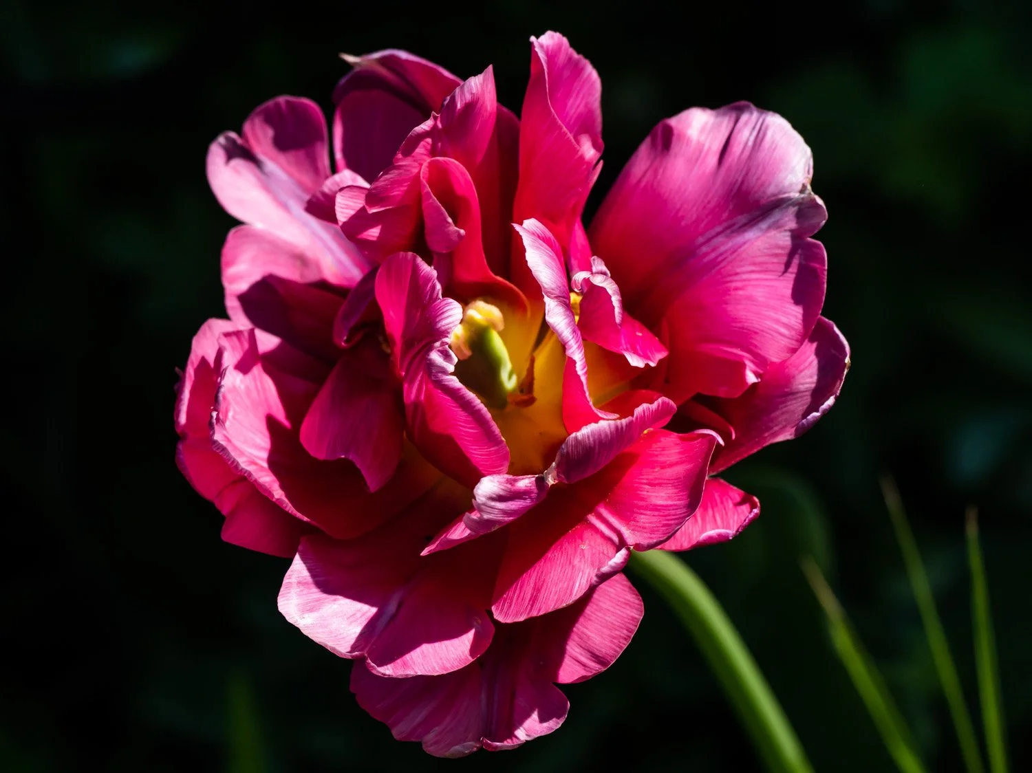 Tulip 1500 4-27-2026 GWC 008P.jpg