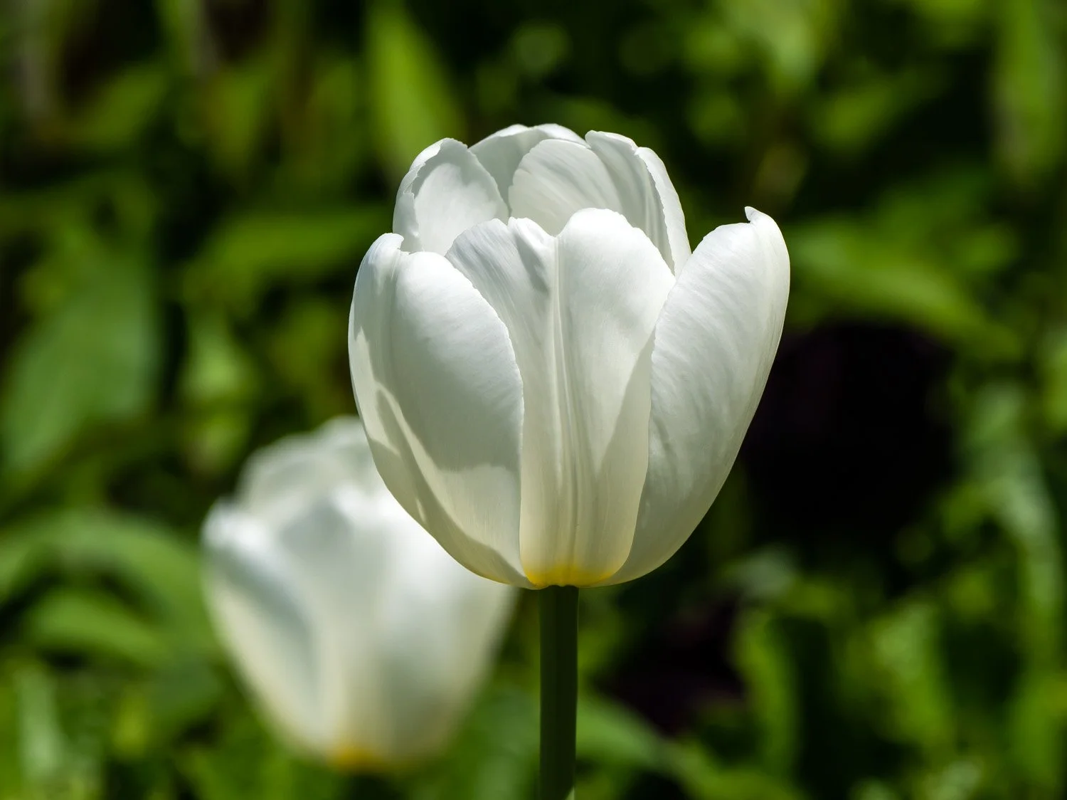 Tulip 1500 4-27-2026 GWC 010P.jpg