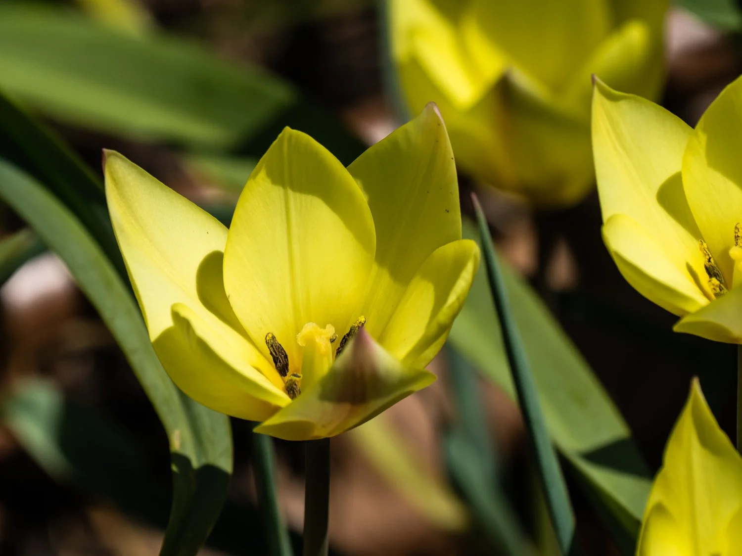 Tulip 1500 4-27-2026 GWC 015P.jpg