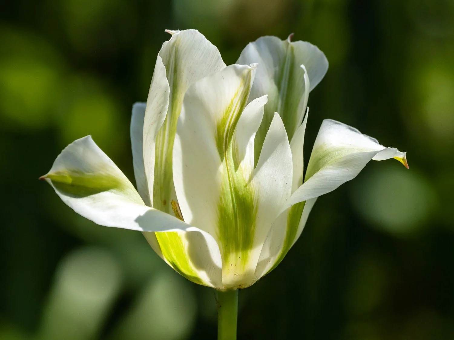 Tulip 1500 4-27-2026 GWC 030P.jpg