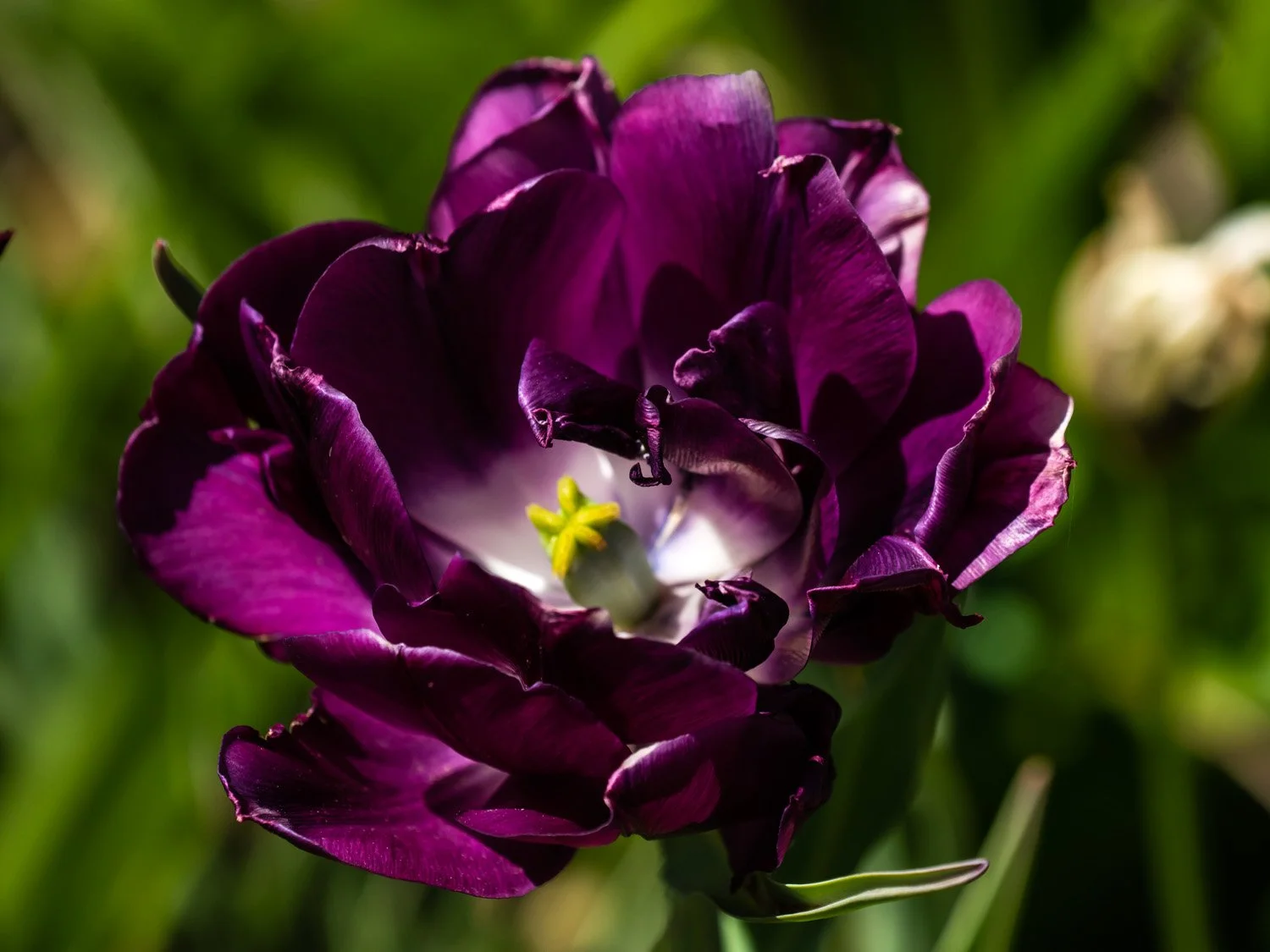Tulip 1500 4-27-2026 GWC 055P.jpg