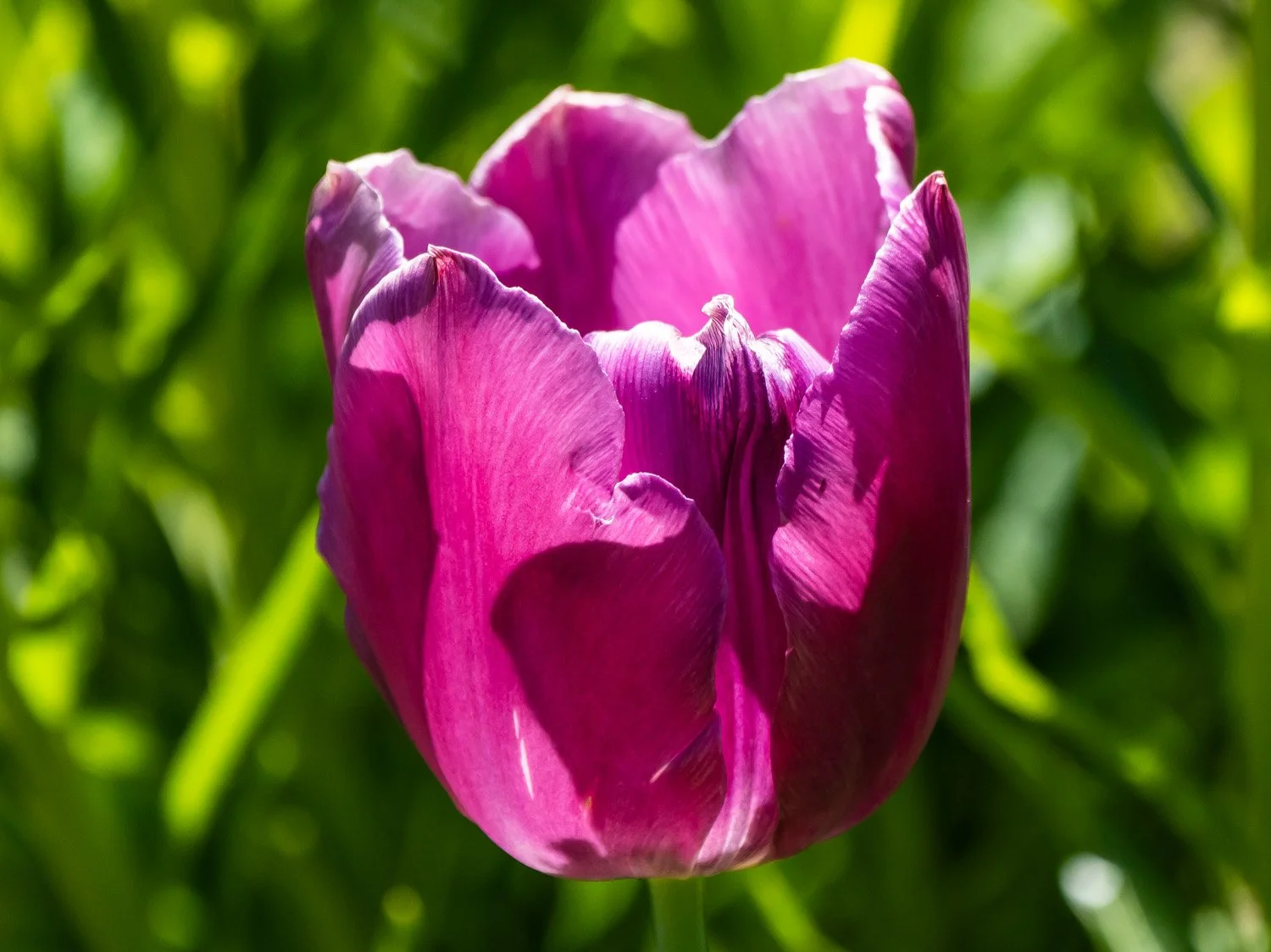Tulip 1500 4-27-2026 GWC 085P.jpg