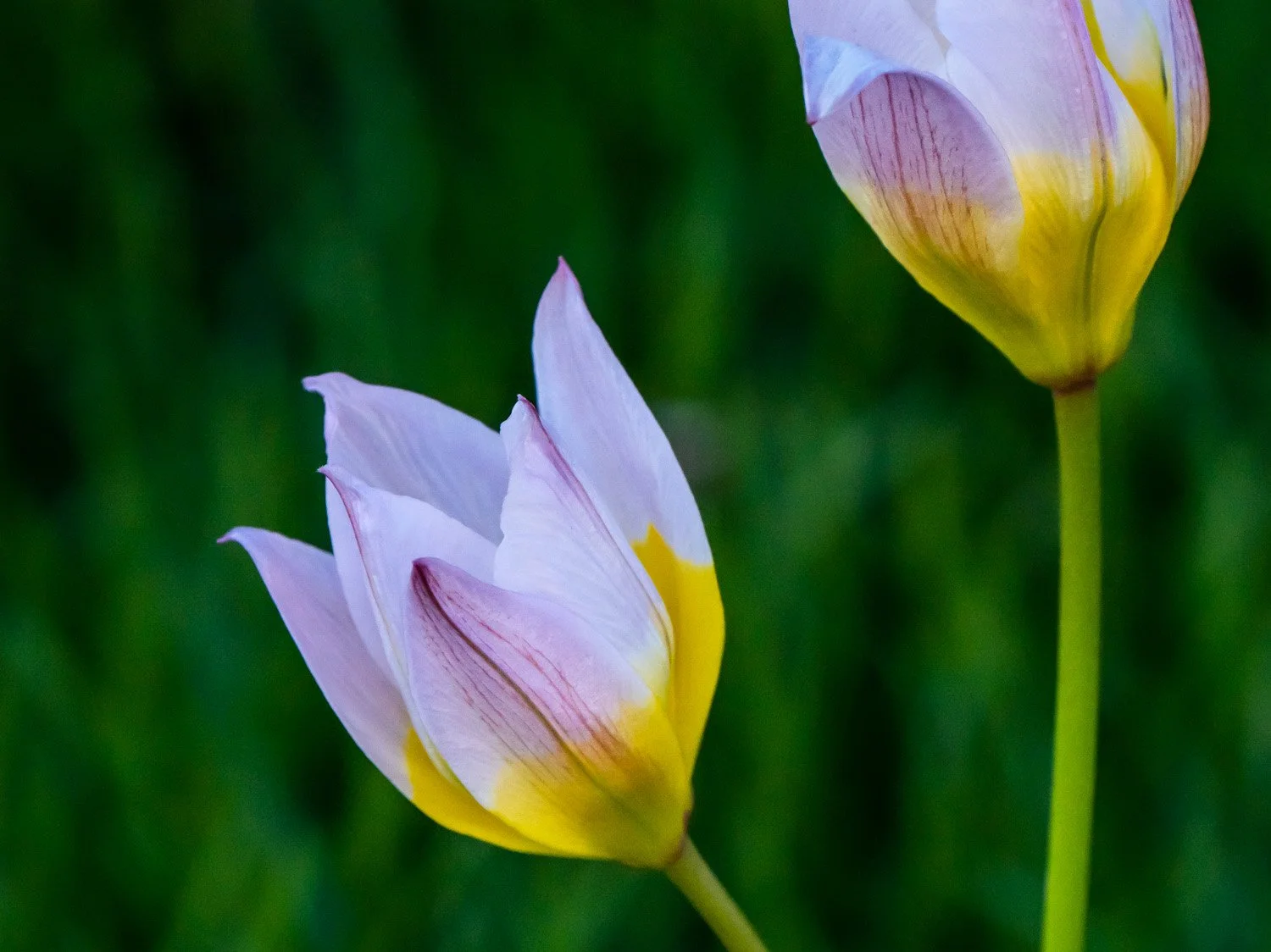 Tulip 1500 4-27-2026 GWC 405P.jpg