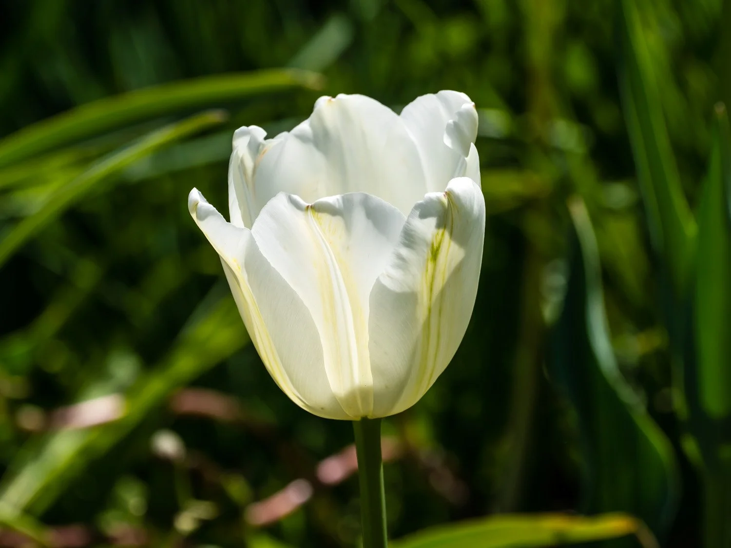 Tulip 1500 5-4-2026 GWC 005P.jpg