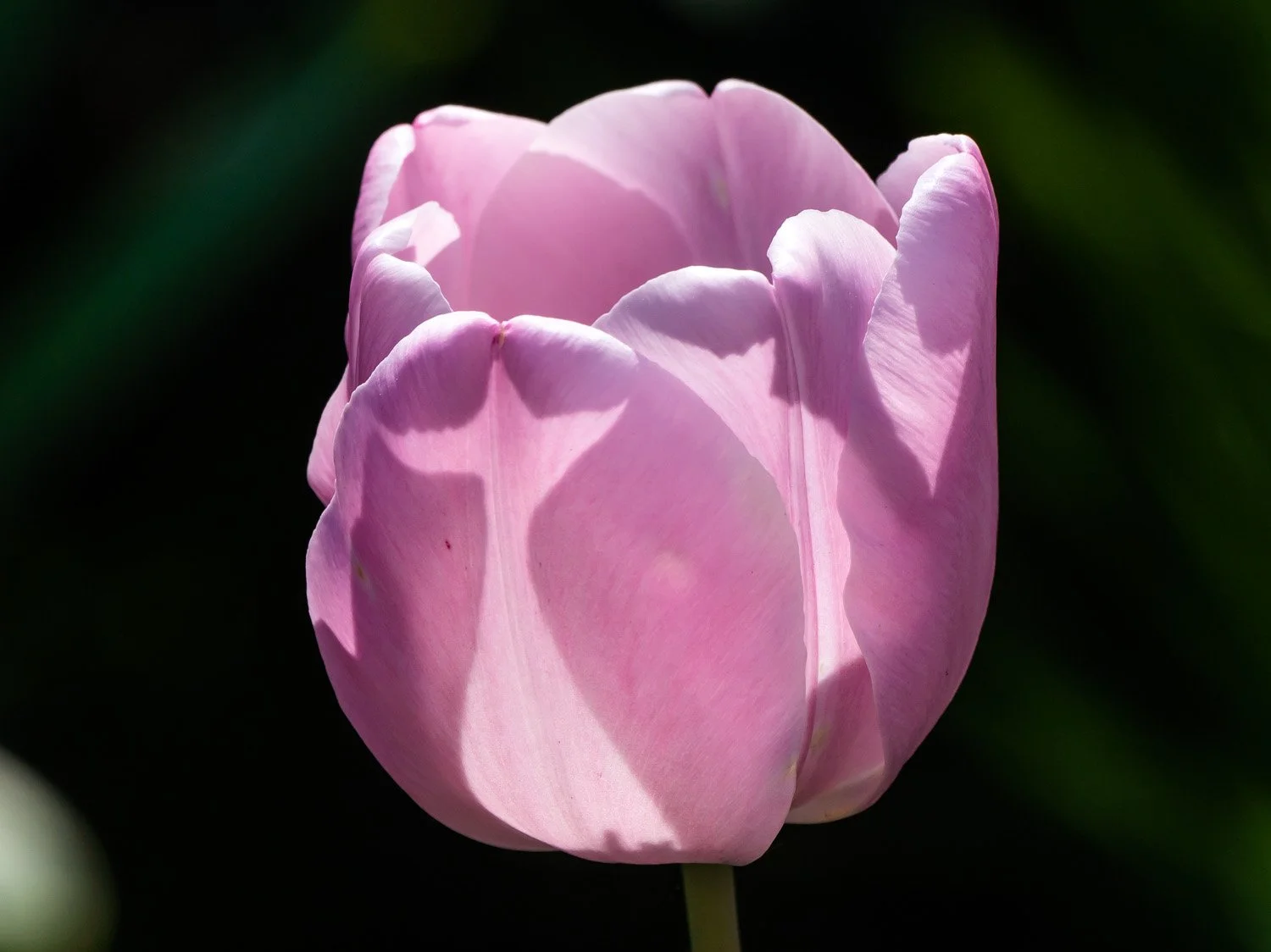 Tulip 1500 5-4-2026 GWC 008P.jpg