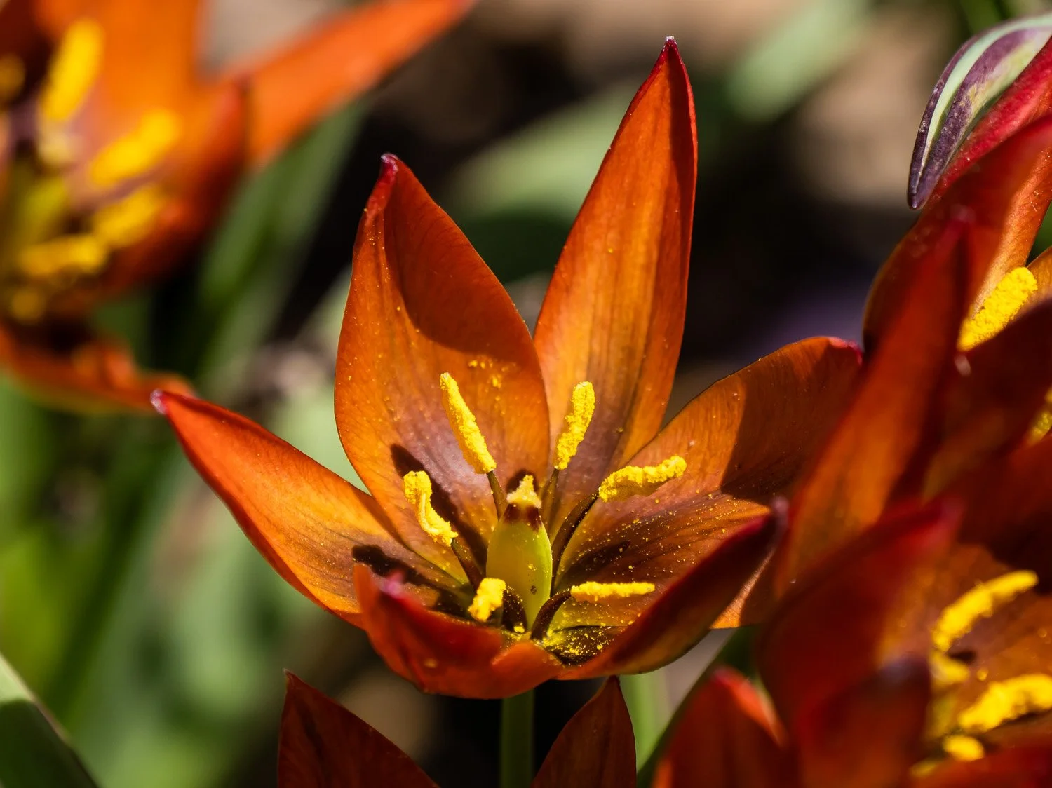 Tulip 1500 5-4-2026 GWC 025P.jpg