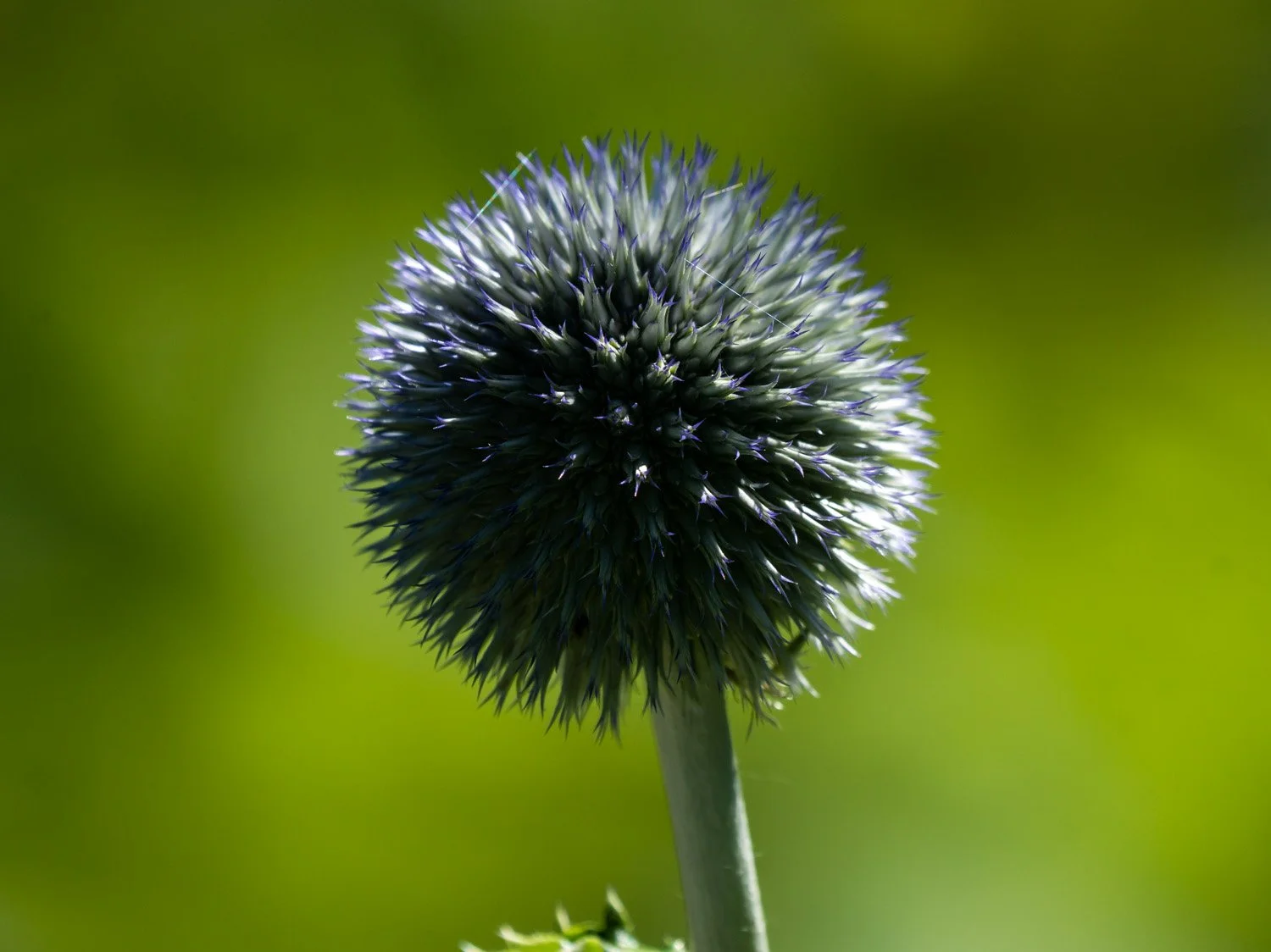 Blue Flower 1500 6-8-2026 003P.jpg