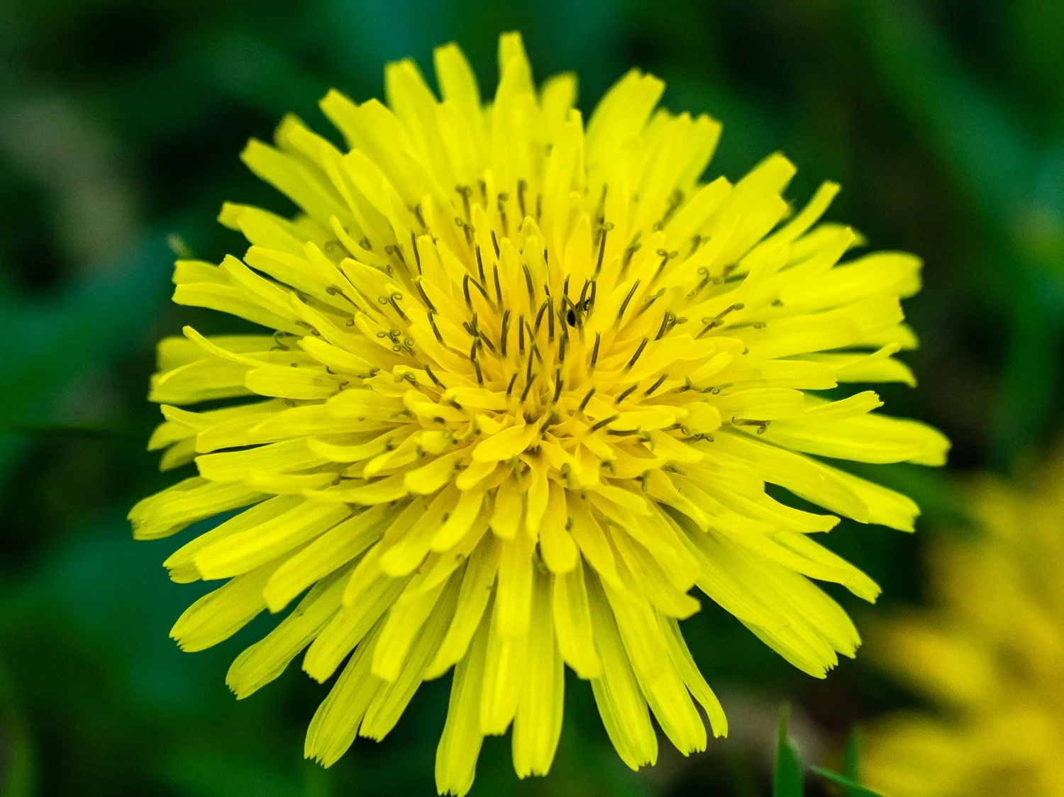 Dandelion 1500 5-4-2026 GWC 190P.jpg