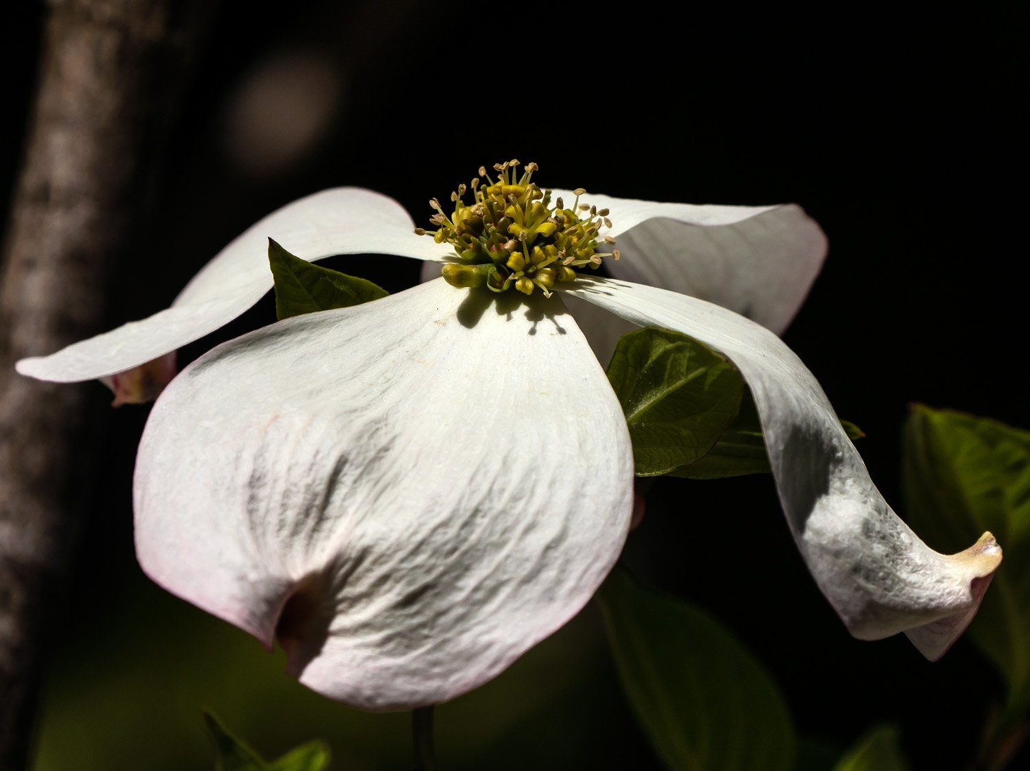 Dogwood 1500 4-27-2026 GWC 189P.jpg