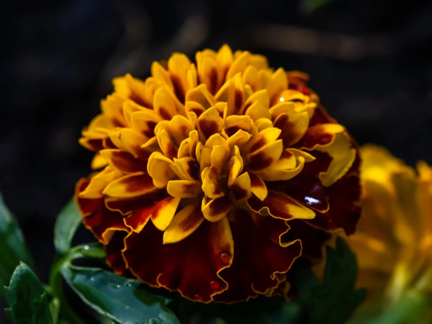 Marigold 1500 4-26-2026 RSP 145P.jpg
