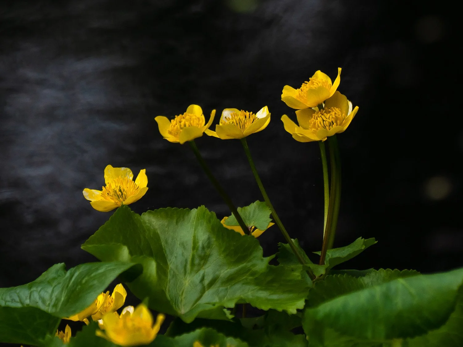 Marsh Marigolds 1500 4-13-2026 107P.jpg