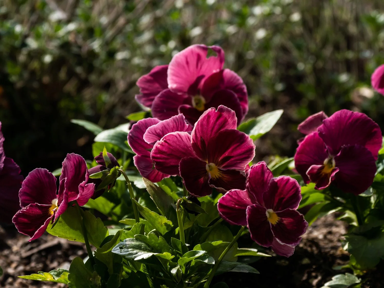 Pansies 1500 4-16-2026 019P.jpg