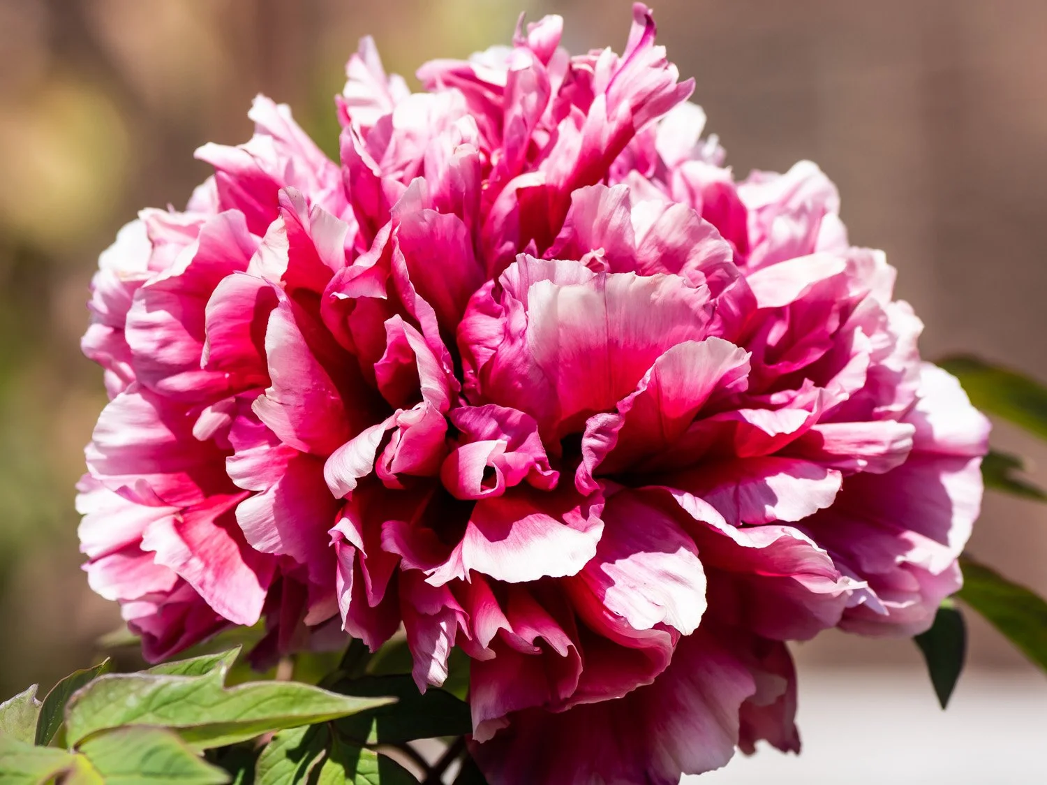 Peony 1500 5-4-2026 GWC 019P.jpg