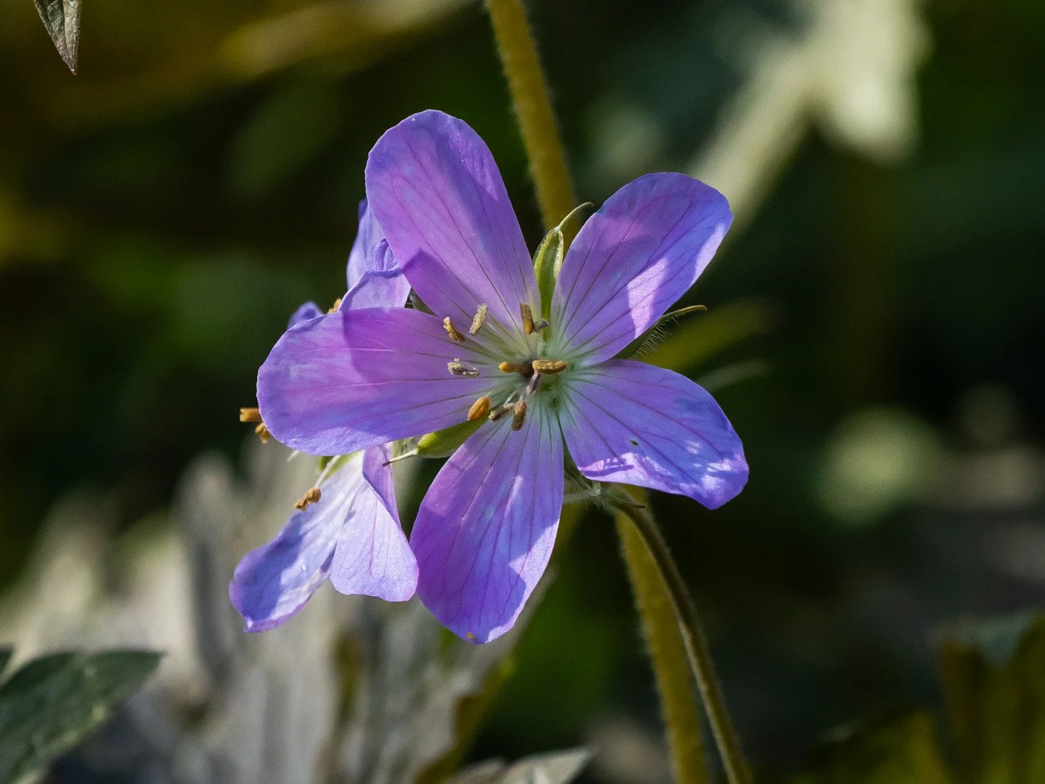 Purple Flower 1500 4-26-2026 RSP 088P.jpg