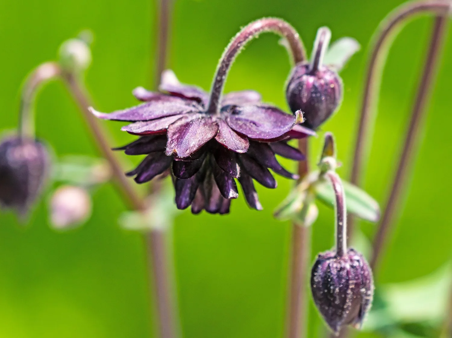 Purple flower 1500 5-10-2026 GWC 065P.jpg