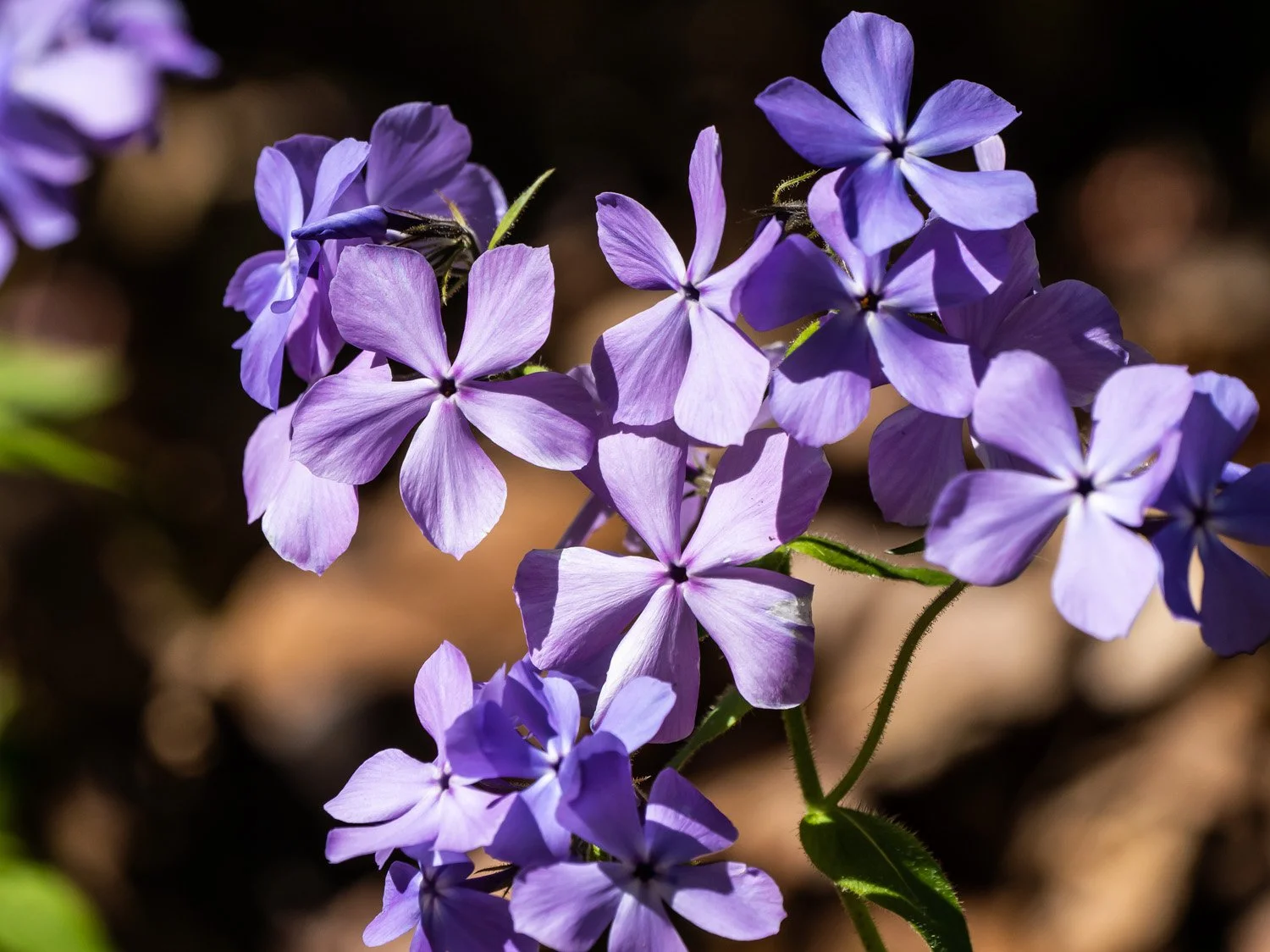 Purple Flowers 1500 4-27-2026 GWC 110P.jpg