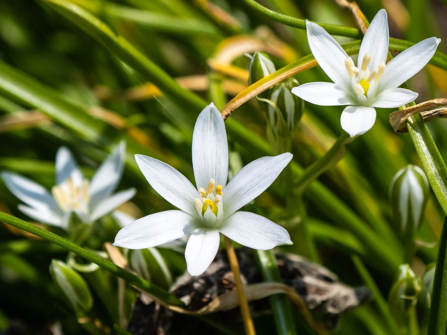 Star of Bethlehem 1500 5-10-2026 GWC 062P.jpg