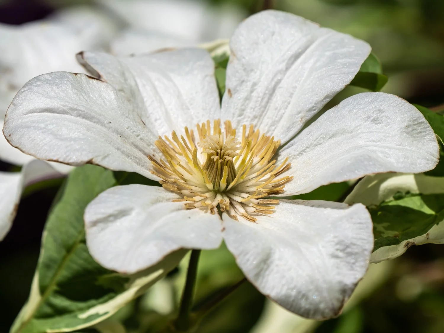 White Flower 1500 6-8-2026 012P.jpg