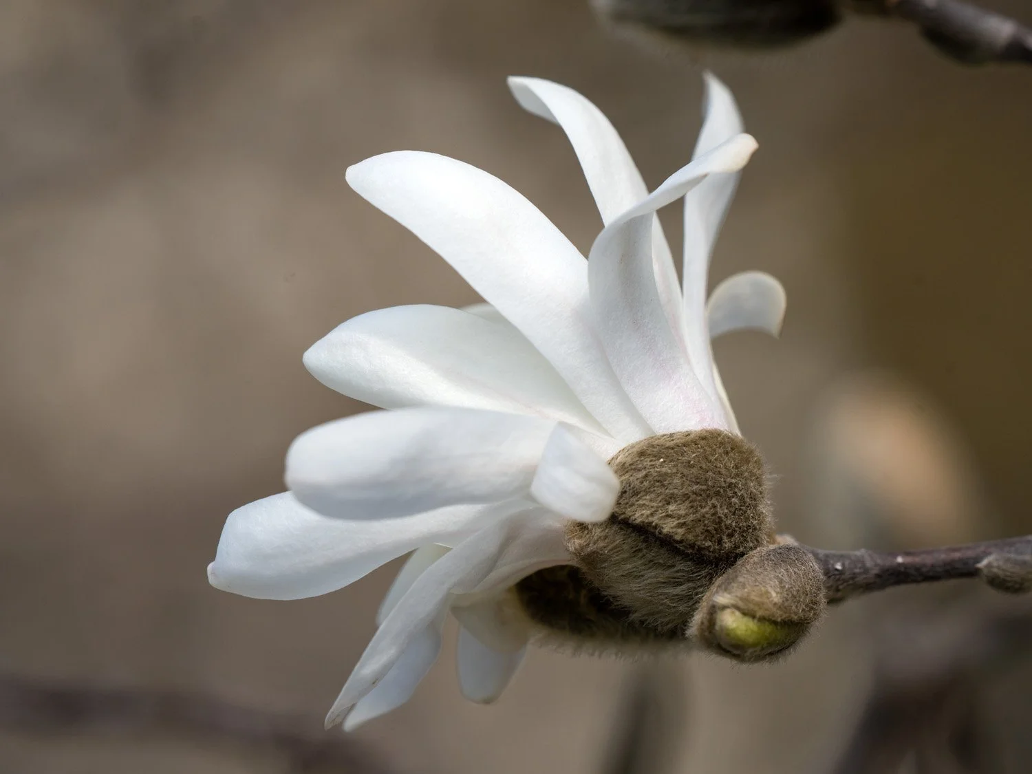 Magnolia 1500 3-30-2026 GWC 051P.jpg