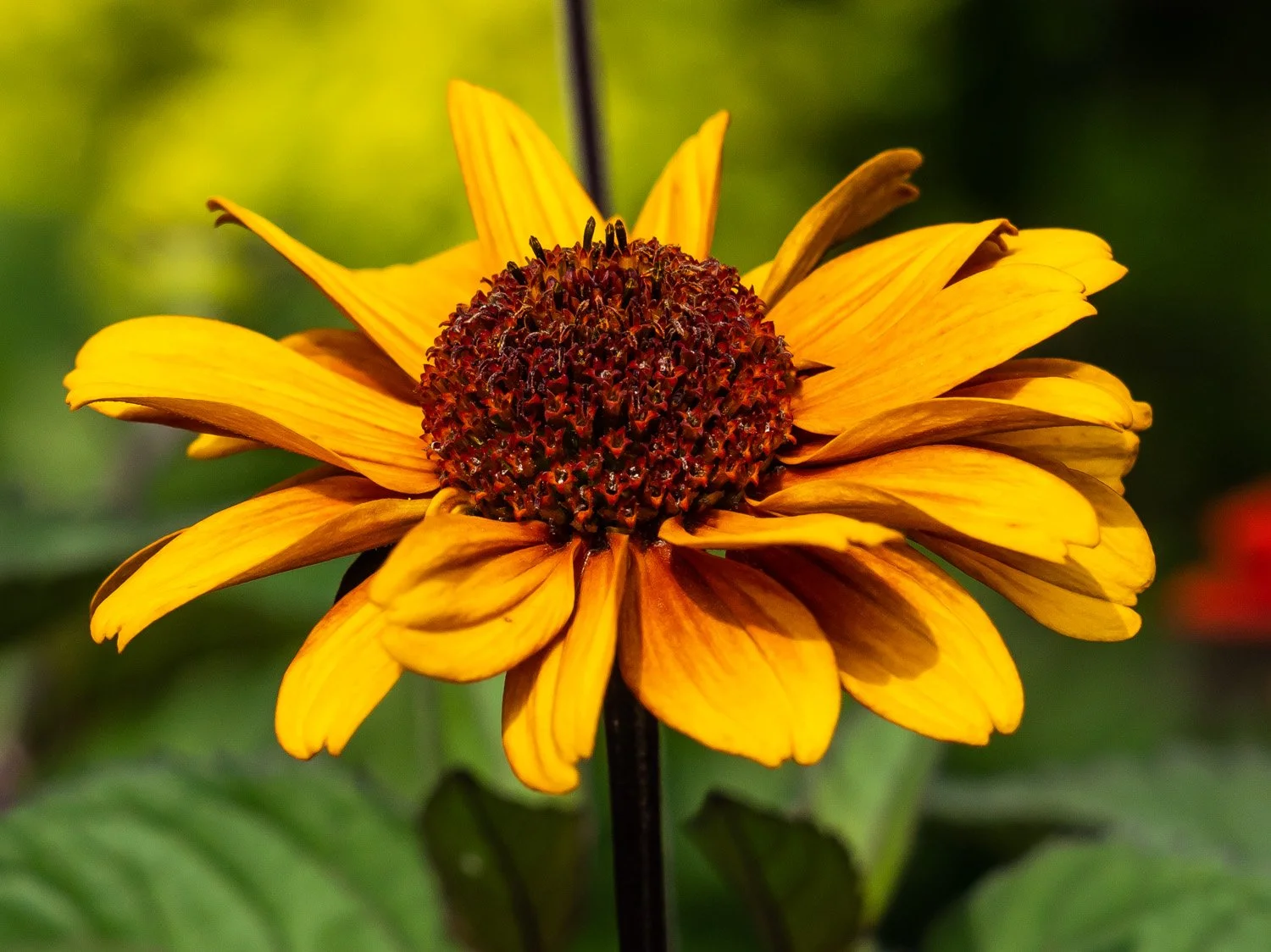 Coneflower 1500 6-26-2026 NYBG Flower Power 178P.jpg