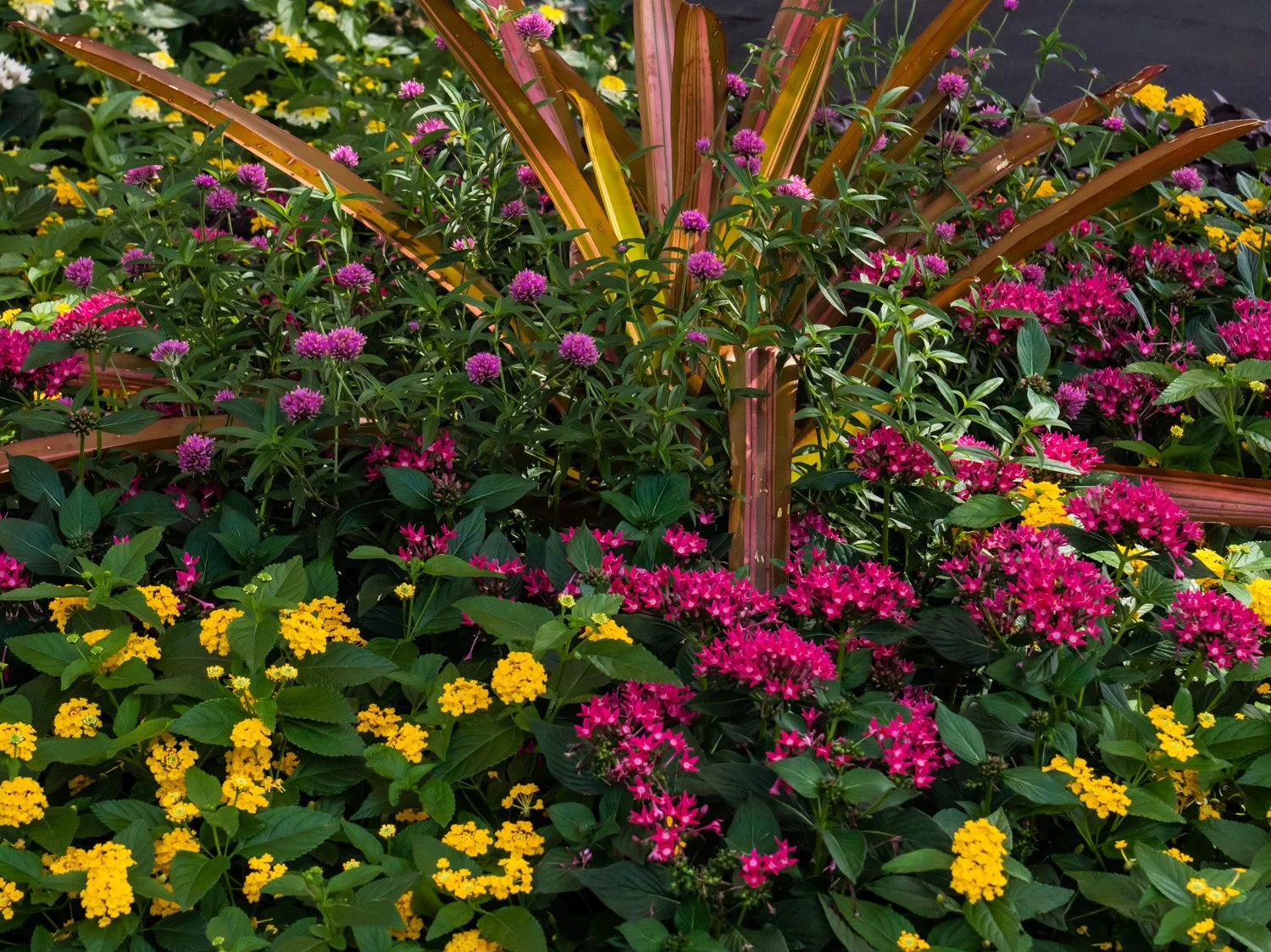 Flowers 1500 6-26-2026 NYBG Flower Power 165P.jpg