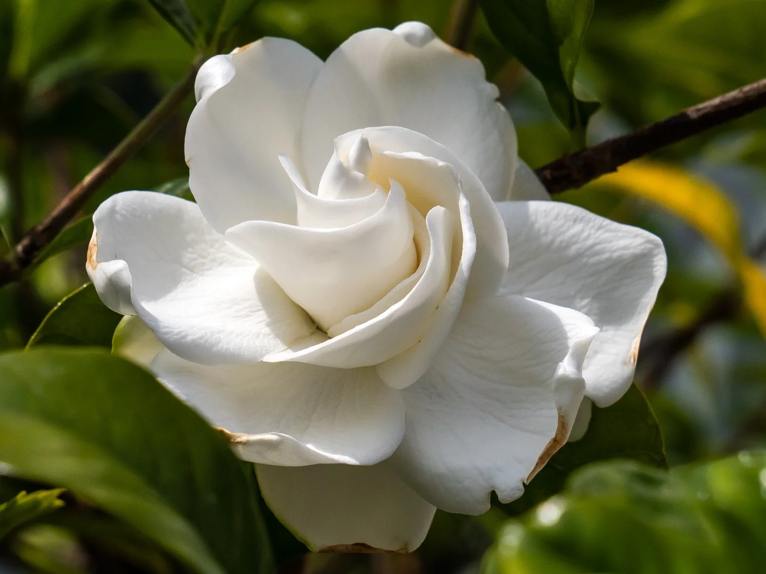 Gardenia 1500 6-26-2026 NYBG Flower Power 129P.jpg