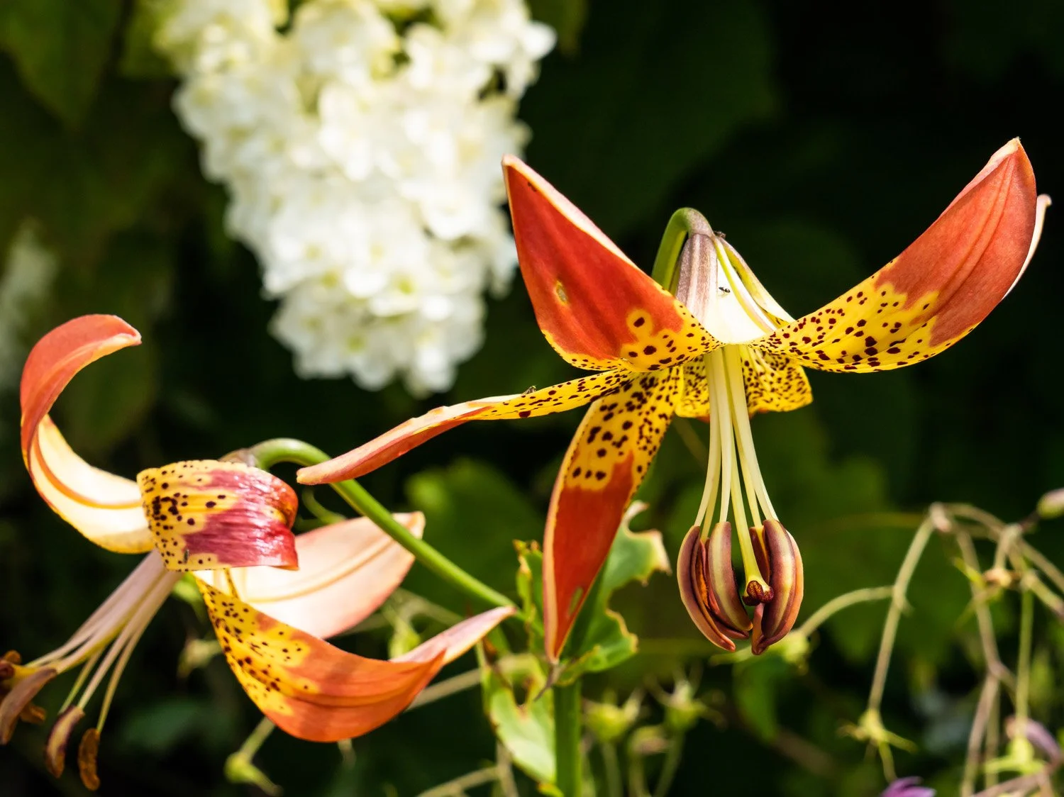 Lily 1500 6-26-2026 NYBG Flower Power 176P.jpg