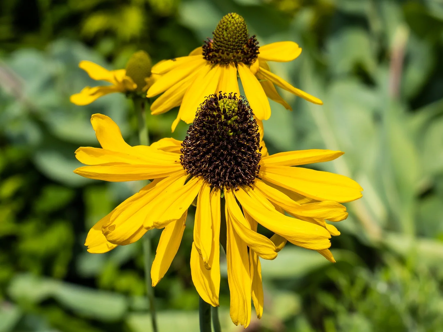 Yellow coneflower 1500 6-26-2026 NYBG Flower Power 172P.jpg