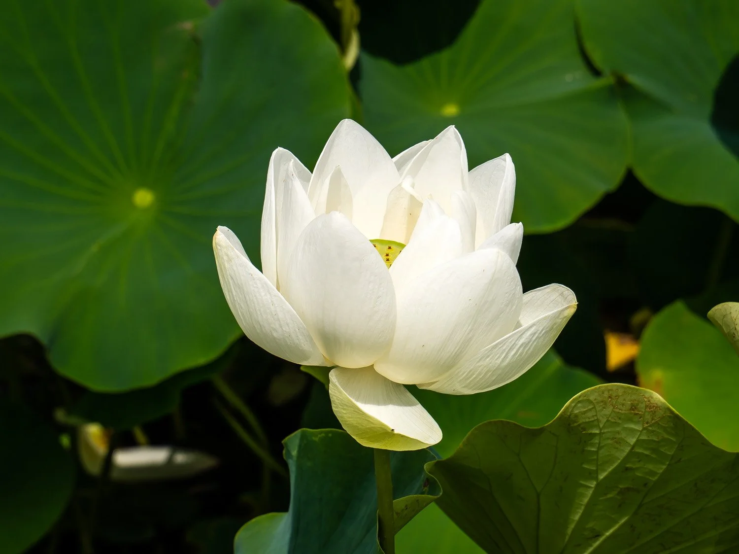 Lotus 1500 6-26-2026 NYBG Flower Power 098P.jpg