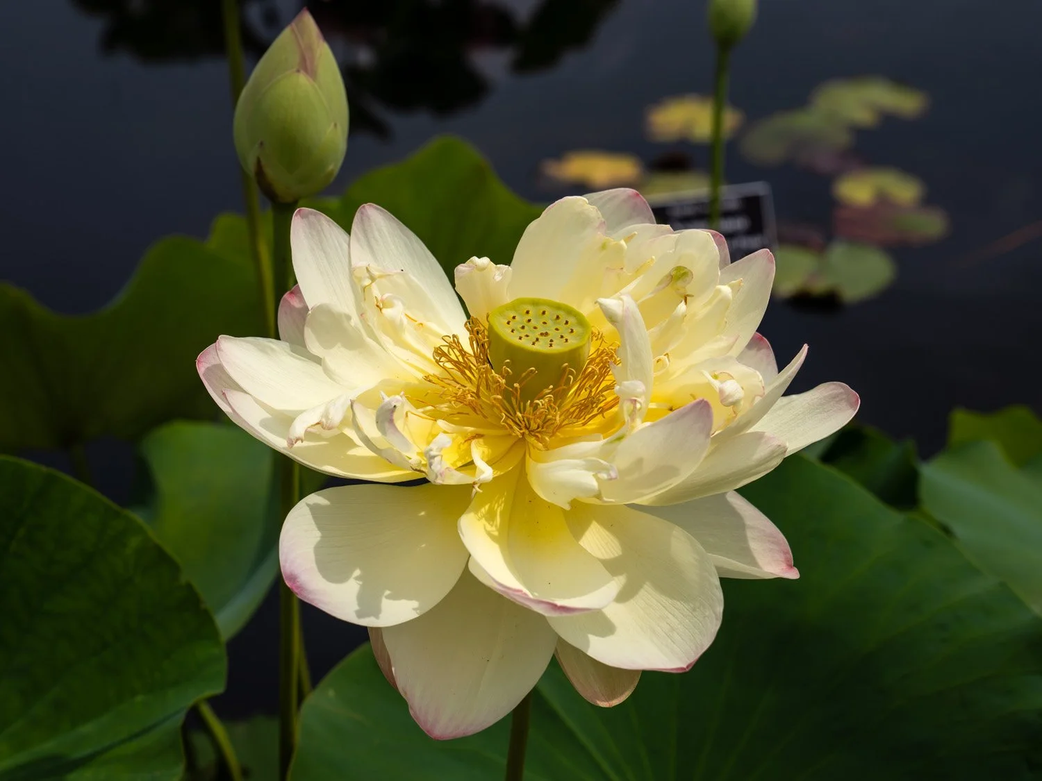 Lotus 1500 6-26-2026 NYBG Flower Power 069P.jpg