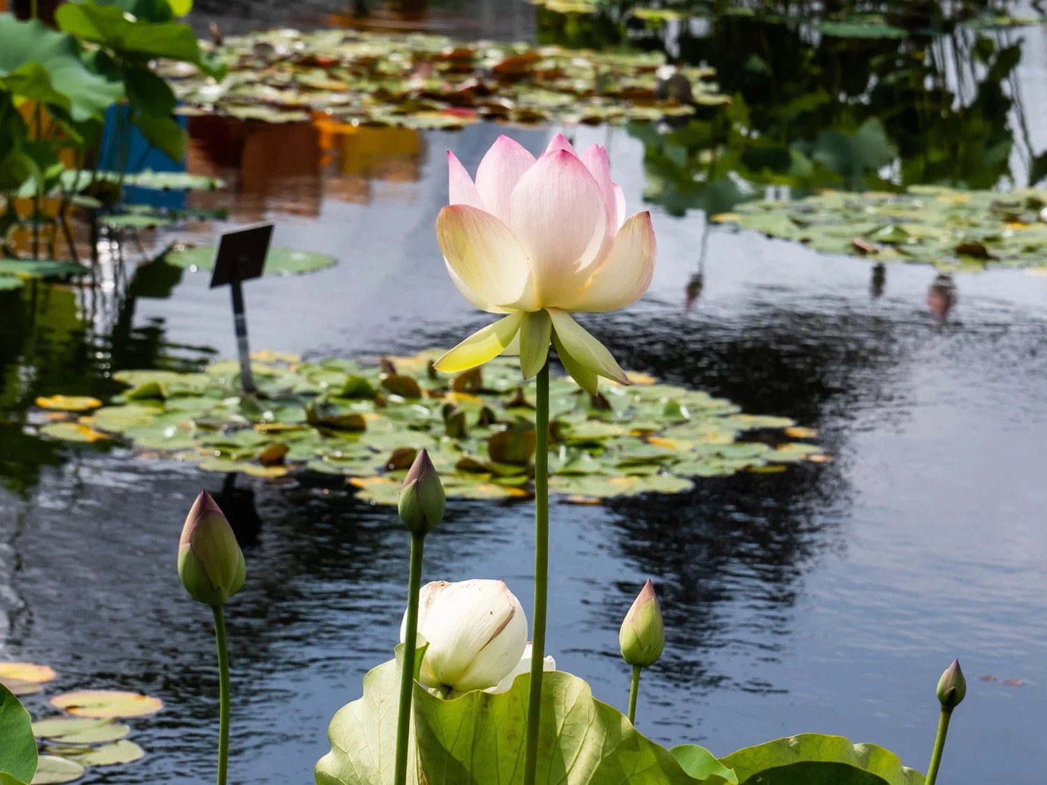 Lotus 1500 6-26-2026 NYBG Flower Power 111P.jpg