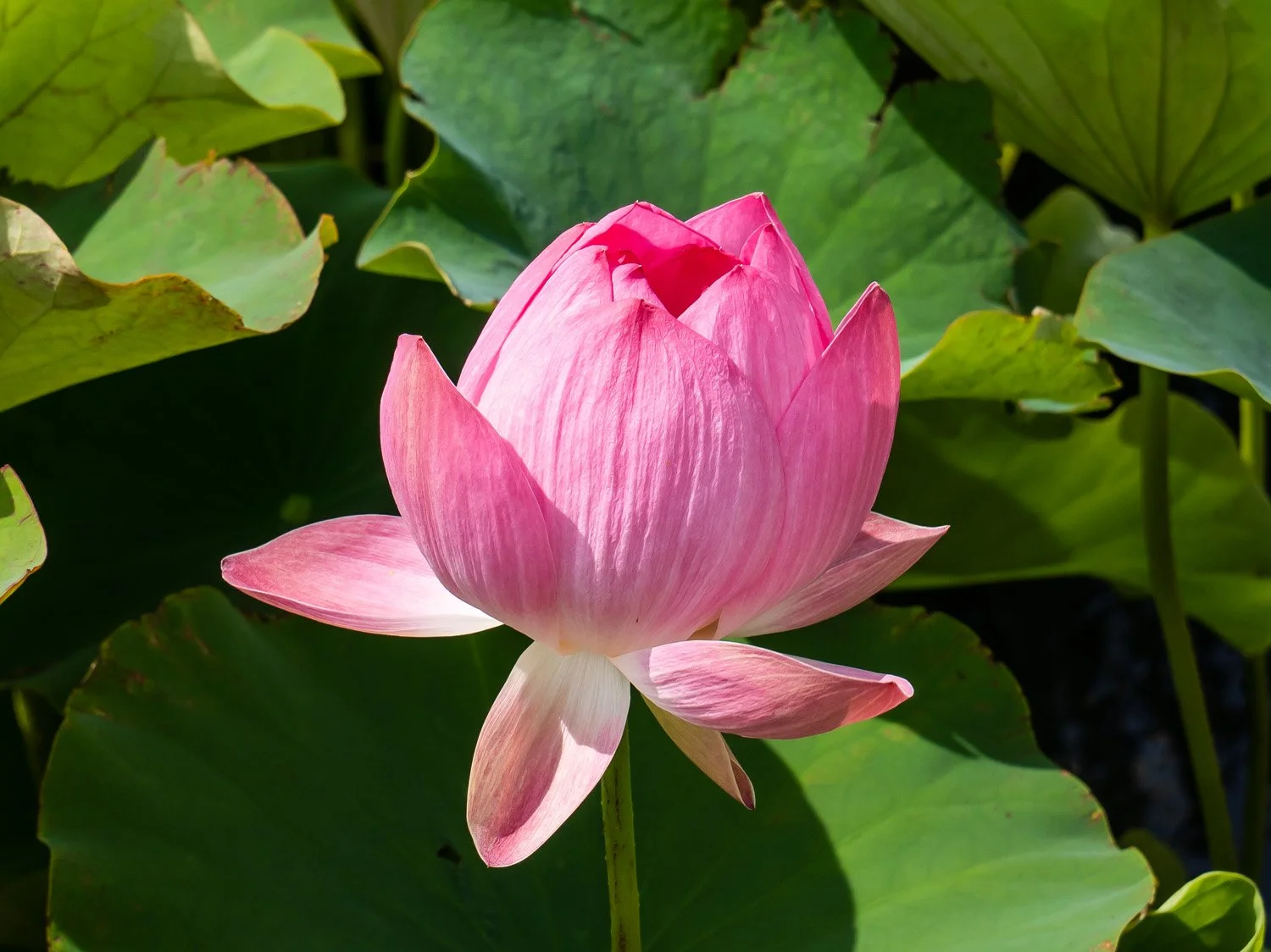 Lotus 1500 6-26-2026 NYBG Flower Power 119P.jpg